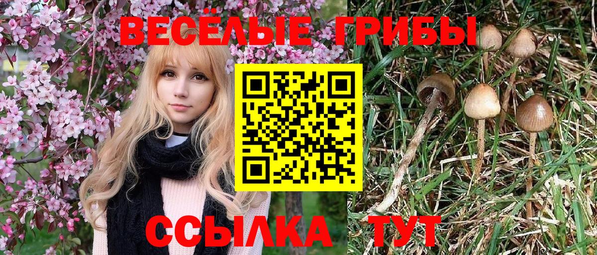Галлюциногенные грибы Psilocybine cubensis  Галлюциногенные грибы Psilocybe  Вход с VPN  Карталы 